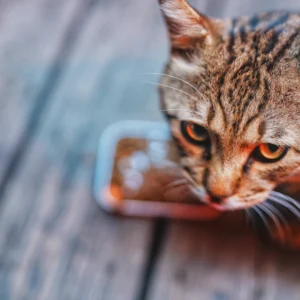 Ceramic Pet Bowl Duo — Pet Supplies at Peasley Store