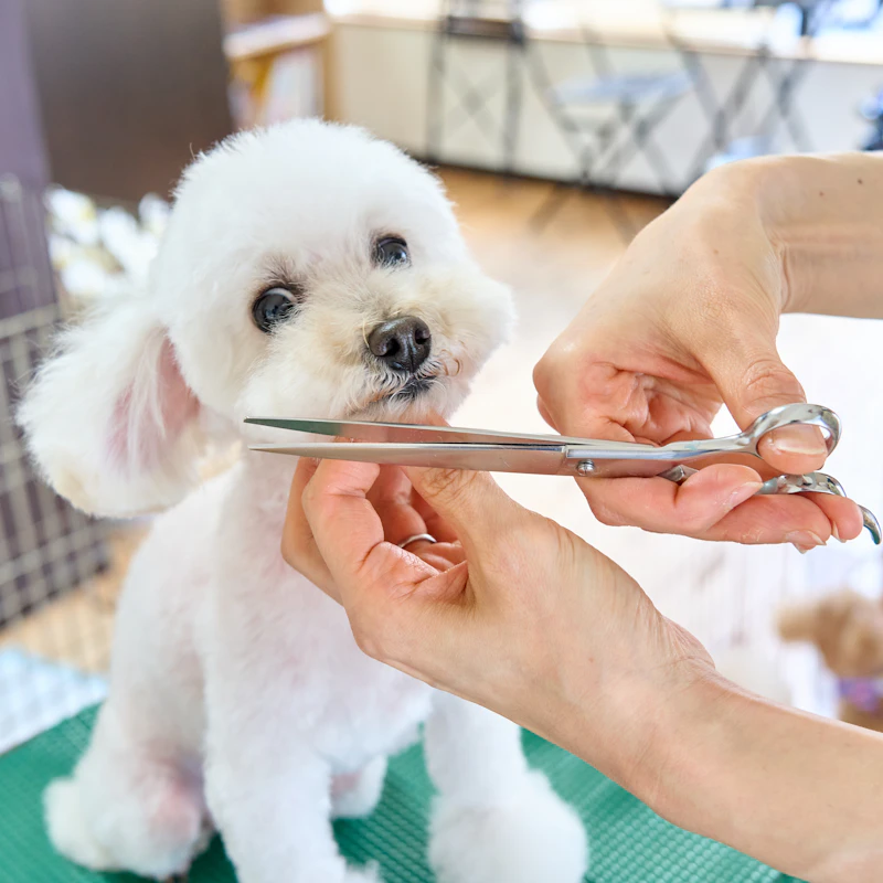 Home Grooming Kit for Dogs β Pet Supplies at Peasley Store