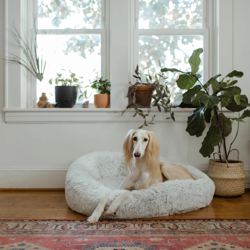 Orthopedic Dog Bed — Medium — Pet Supplies at Peasley Store